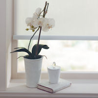 Plain Roller Blinds